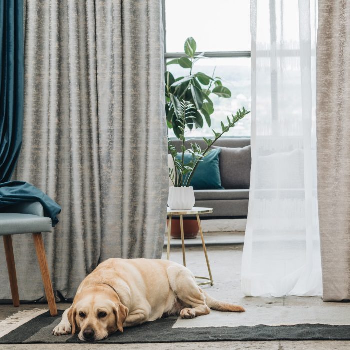 Castello Velours gordijn Turquoise hangend in woonkamer